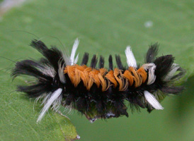 Milkweed Tussock